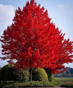 The Autumn Blaze Red Maple Tree is a fast growing tree that has green leaves in spring and summer then vibrant fall foliage in Autumn. (PRNewsFoto/Tree Nursery Co)