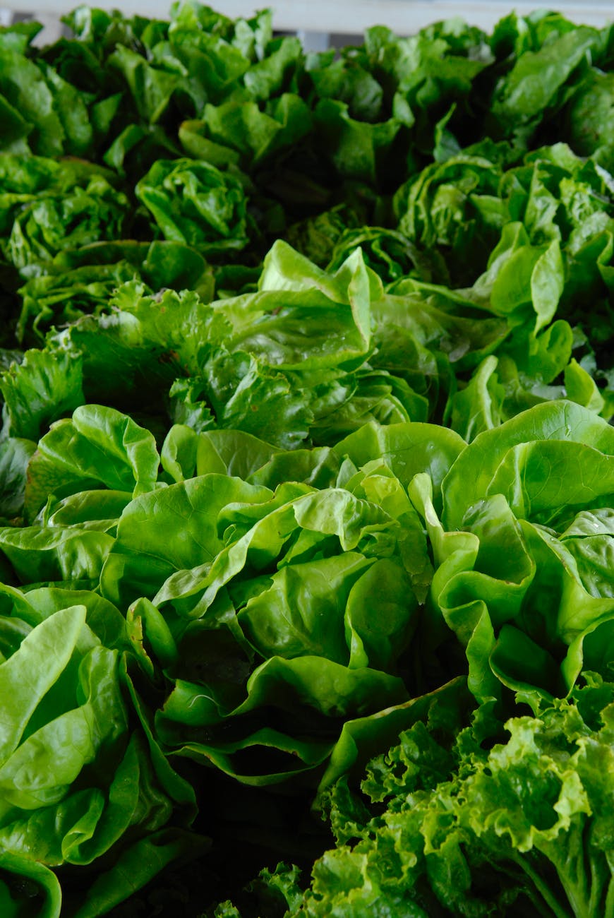 photo of lettuce lot