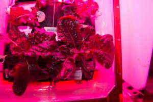 Image: "Outredgeous" Red Romaine, NASA, Public Domain