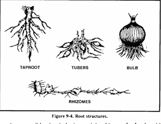 The Edibility Of Plants – Self Reliance Central