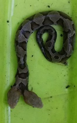 Two-headed copperhead snake found in Virginia - Self-Reliance Central