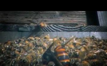 Bees vs Murder Hornets!