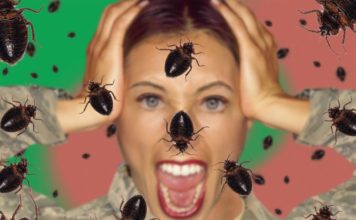 Getting bedbugs from baggage handling – and everywhere else you travel