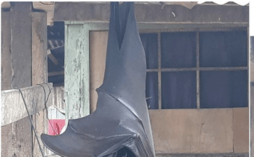 This is one big bat!