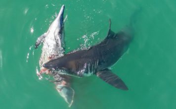 Fishermen get close up of Great Whites feasting on dolphin