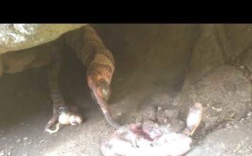 Copperhead live birth caught on camera