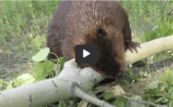 Watch as beaver makes short work of thick tree limb!