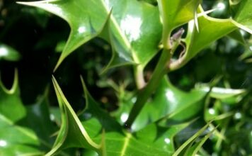 Protect your home with defensive landscaping